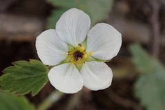 Fragaria vesca