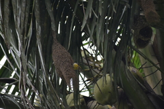 Ploceus philippinus