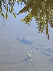 Apalone ferox