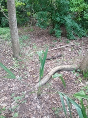 Roystonea dunlapiana