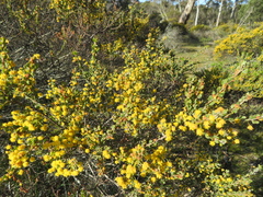 Acacia glandulicarpa