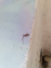 Hemidactylus turcicus