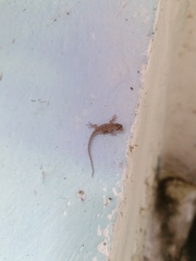 Hemidactylus turcicus