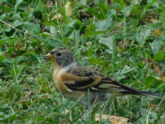 Fringilla montifringilla