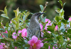 Anthochaera chrysoptera