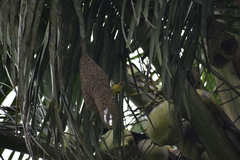 Ploceus philippinus