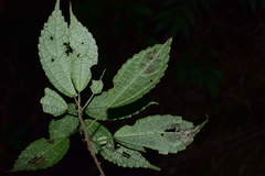 Oreocnide frutescens