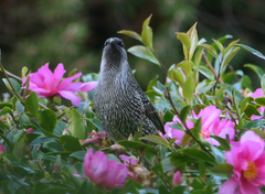 Anthochaera chrysoptera