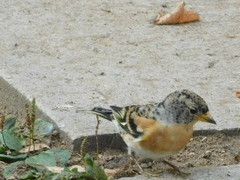 Fringilla montifringilla