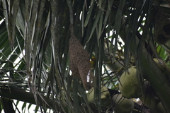Ploceus philippinus