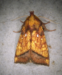 Papaipema leucostigma