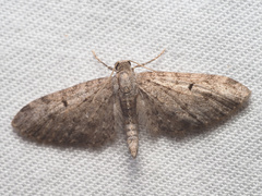 Eupithecia miserulata