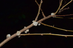 Oreocnide frutescens