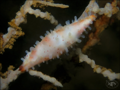 Phenacovolva schmidi