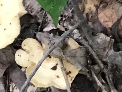 Cerioporus leptocephalus