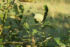 Fruticicola fruticum