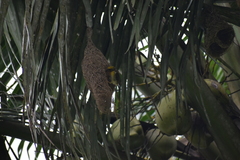 Ploceus philippinus