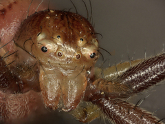 Synema globosum