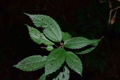 Oreocnide frutescens