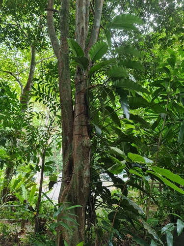 Epipremnum giganteum