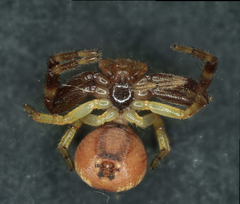 Synema globosum