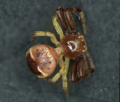 Synema globosum
