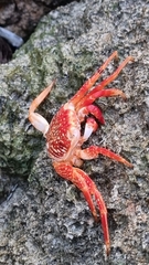 Grapsus grapsus