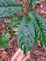Clerodendrum deflexum