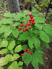 Actaea