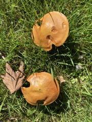 Suillus grevillei