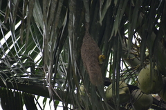 Ploceus philippinus