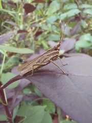 Orthoptera