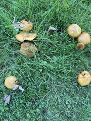 Suillus grevillei