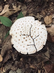 Amanita cokeri