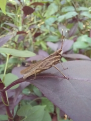 Orthoptera