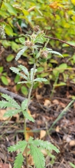 Potentilla recta