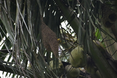 Ploceus philippinus