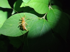 Camptonotus carolinensis