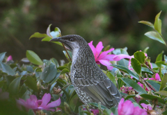 Anthochaera chrysoptera