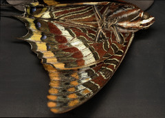 Charaxes jasius