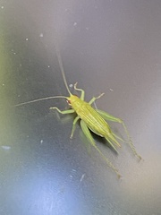 Cyrtoxipha columbiana