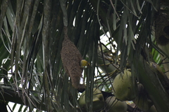 Ploceus philippinus