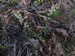 Stackhousia monogyna