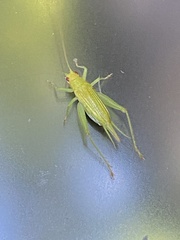 Cyrtoxipha columbiana