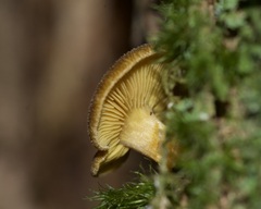 Tricholomopsis decora