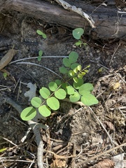 Robinia pseudoacacia