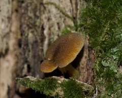 Tricholomopsis decora