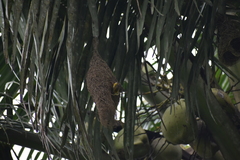 Ploceus philippinus