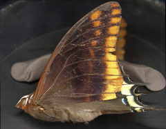 Charaxes jasius