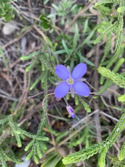 Heliophila subulata
